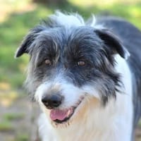 MUFFIN, chien à adopter