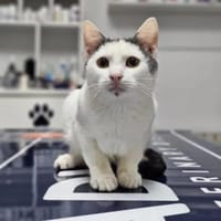 Gray Verspielter Kater sucht Familie, Kater zur Adoption