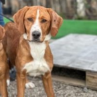 Mari auf der Suche nach ihrem Glück, Hündin zur Adoption