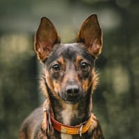 Kleine Yoko1 sucht ein Zuhause/Pflegeste, Hündin zur Adoption