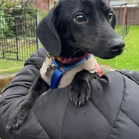 lebensfroh Jungspund sucht Familienglück, Hündin zur Adoption