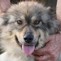 Liria - sehr zutraulich u. unkompliziert, Hündin zur Adoption