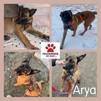 Hübsche Arya sucht ihre Menschen, Hündin zur Adoption