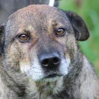 Bella - liebe, verschmuste Traumhündin, Hündin zur Adoption