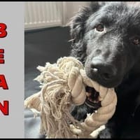 schüchterner lieber Bean sucht ..., Hund zur Adoption