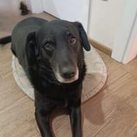 Labrador Hündin Maggie, Hündin zur Adoption