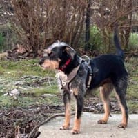 Mila eine tolle Familienhündin, Hündin zur Adoption