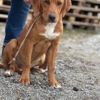 Meriam 7-8 Monate auf der suche, Hündin zur Adoption