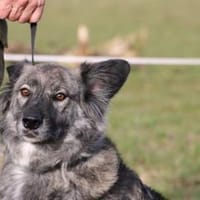 Sira - zutraulich u. verschmust, Hündin zur Adoption