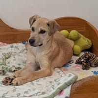 Feli sucht liebevolles Zuhause, Hündin zur Adoption