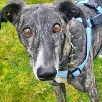 DANTE - anhänglich und menschenbezogen!, Hund zur Adoption