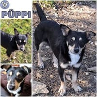 PÜPPI -zutraulich,verspielt & verträglic, Hündin zur Adoption