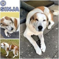 SINJA -souverän und liebevoll-, Hündin zur Adoption
