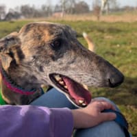 Geselliger Rayan1 sucht ein Zuhause, Hund zur Adoption