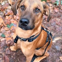 cleverer LASKOwartet in 22559 Hamburg, Hund zur Adoption