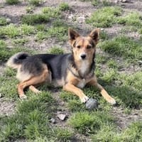 Lieber Kai sucht Körbchen, Hund zur Adoption