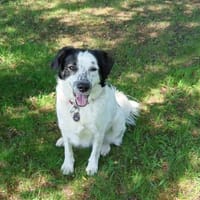 Laiko -PLZ 47239 Duisburg, Hund zur Adoption