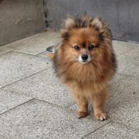 💛 Lizzie  zarte Zwergspitz-Seele, Hündin zur Adoption