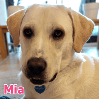 Mia - sozial, aktiv und verschmust, Hündin zur Adoption