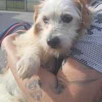 Fred - liebevoller Wuschel sucht Liebe🍀, Hund zur Adoption