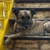 MARTI - liebevoller, sanfter Hundemann, Hund zur Adoption
