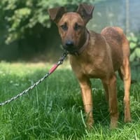 IMANI - zutrauliches, süßes Hundemädchen, Hündin zur Adoption