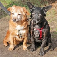 Pixie und Tonka suchen ein Zuhause, Hündin zur Adoption