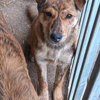 Bori sucht dringend ein Zuhause, Hündin zur Adoption