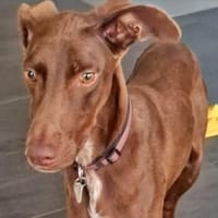 FOSKITO - SOS - in 47506 Neukirchen!, Hund zur Adoption