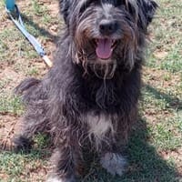 Maya, Hündin zur Adoption