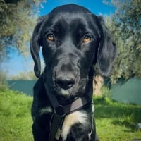 Moana sucht sportliche Menschen, Hündin zur Adoption