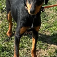 Freundlicher, sanfter Freddy sucht ...., Hund zur Adoption