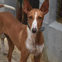 Lola, Hündin zur Adoption