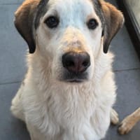 LEOPOLD - aufgeweckt, freundlich, sozial, Hund zur Adoption