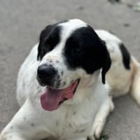 LUCKY - mit einem Herzen aus Gold, Hund zur Adoption