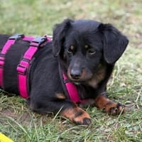 Skadi ❤ Pflegefamilie 41812 Erkelenz, Hündin zur Adoption