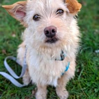 Elsbeth - kinderliebe Anfängerhündin, Hündin zur Adoption