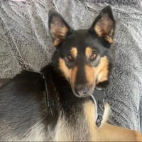 Lissy-perfekte Familienhündin in 82166, Hündin zur Adoption