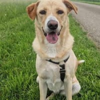 Gina, Pflegestelle in Baden Württemberg, Hündin zur Adoption