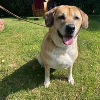 Nazli, su. verständnisvolles Zuhause, Hündin zur Adoption