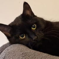 ***LUNA und MIMI!***, Katze zur Adoption