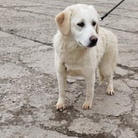 ❤Bonita  jung, klug und voller Liebe, Hündin zur Adoption