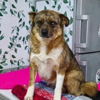 Mica sucht ihr Zuhause, Hündin zur Adoption