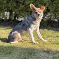 Kleine pfiffige Esther, Hündin zur Adoption