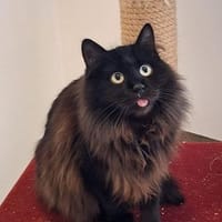 ***MOLLY und MONTY!***, Kater zur Adoption