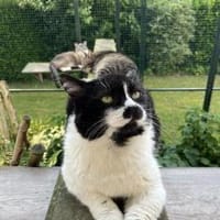 Knut - Fiverling sucht sein Happy End, Kater zur Adoption