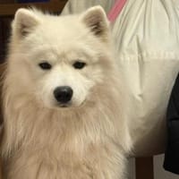 Über Loki  ein echter Prinz Charming, Hund zur Adoption