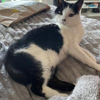 Unser Wunder Agata sucht liebes Home, Katze zur Adoption