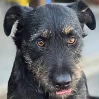 ❤ Roby Pflegefamilie Erkelenz, Hund zur Adoption