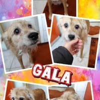 SOS für Omi Gala auf PS in 34277, Hündin zur Adoption